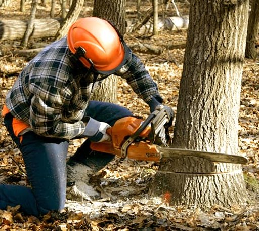 Tree Removal in Molena, GA
